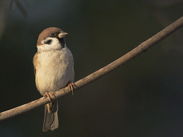 Pikkuvarpunen, Eurasian Tree Sparrow, Passer montanus
